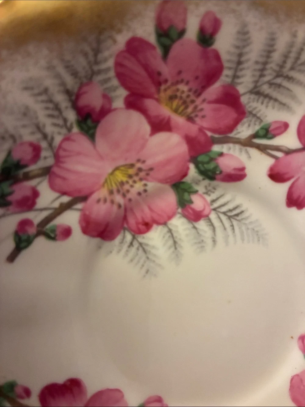 Queen Anne Bone China saucer